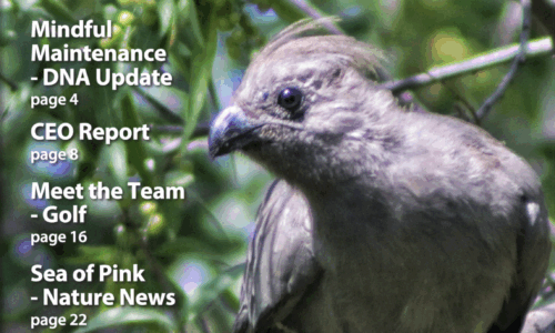 In Focus your community magazine – Dainfern Nature Association July 2025