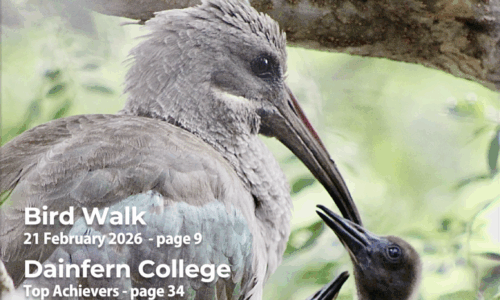 In Focus your community magazine – Dainfern Nature Association February 2026